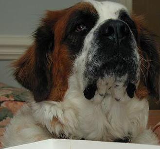 Saint Bernard